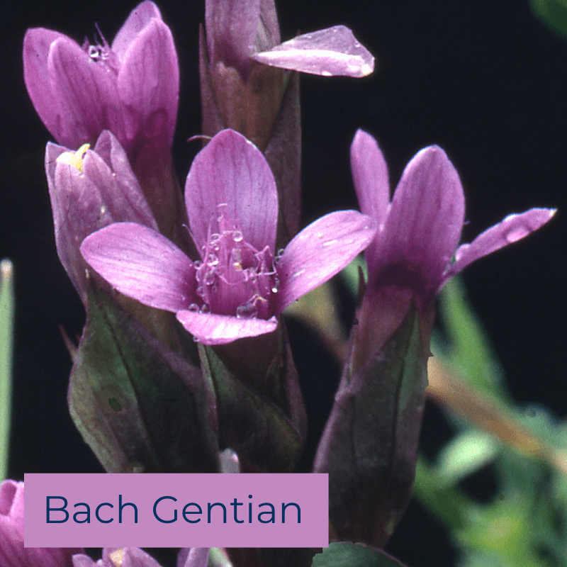 Bach Gentian flower essence - Rebecca Veryan Millar