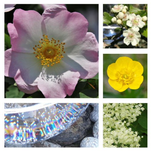 My Time to Shine - flower essence - Rebecca Veryan Millar