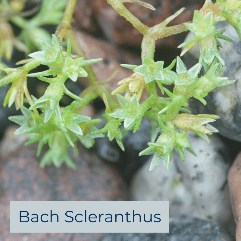 Bach Scleranthus